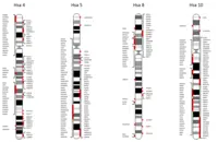 Synteny