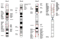 Synteny
